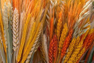 Varicoloured ears of grain clipart