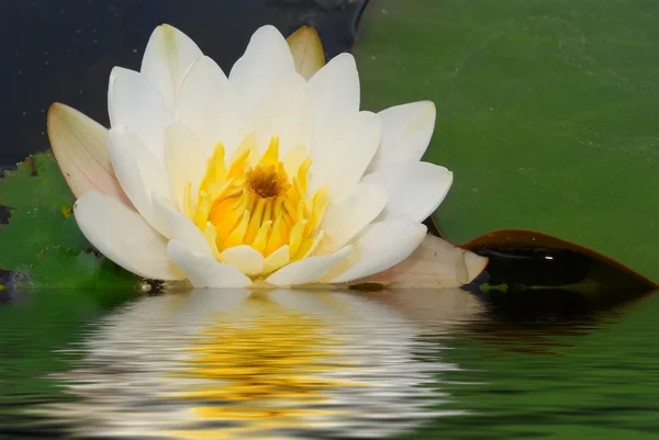 stock image Beautiful flower