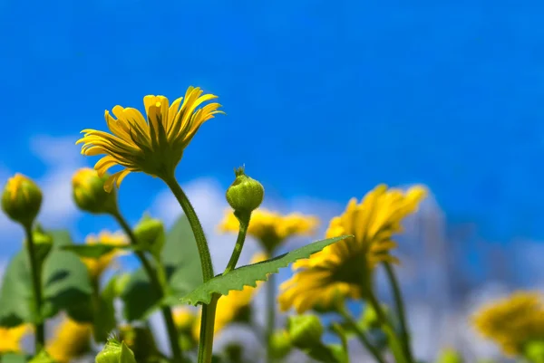 stock image Yellow flowers