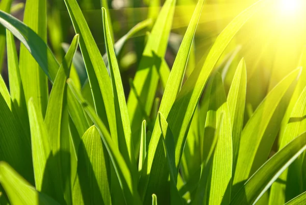 Gras een zon verlicht — Stockfoto