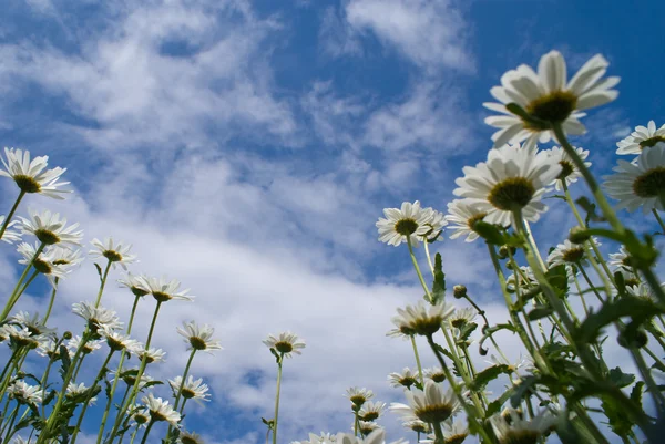 stock image Camomiles