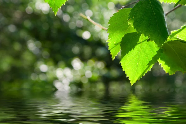 Hojas verdes reflejándose en el agua —  Fotos de Stock