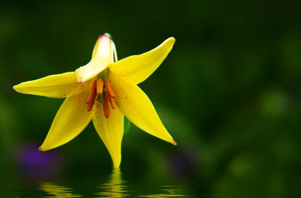 Lys jaune se reflète dans l'eau — Photo