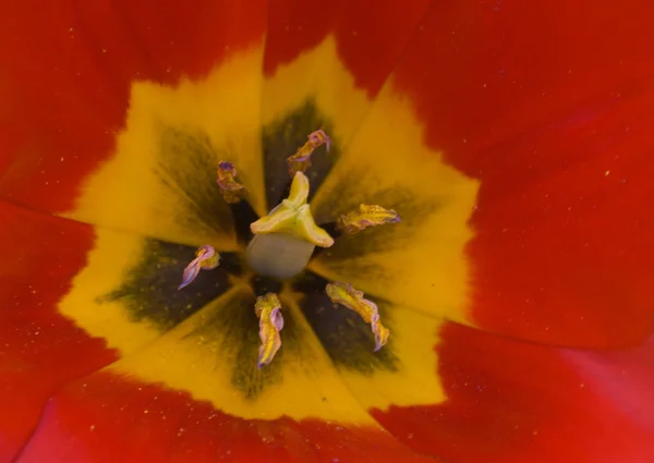 stock image Red flowers