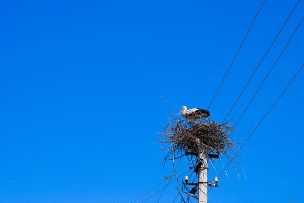 stock image Stork