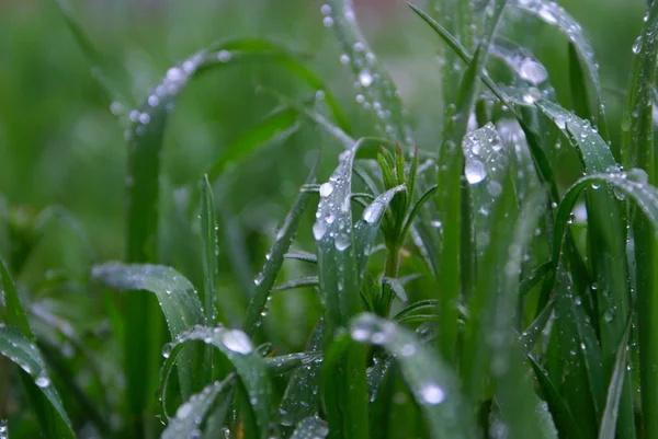 Dew on a green grass — Stock Photo, Image