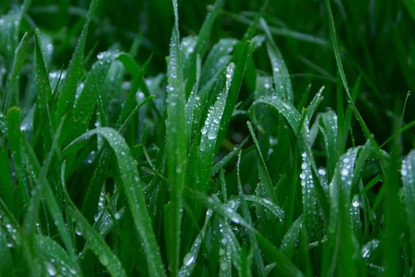 Rocía una hierba verde —  Fotos de Stock