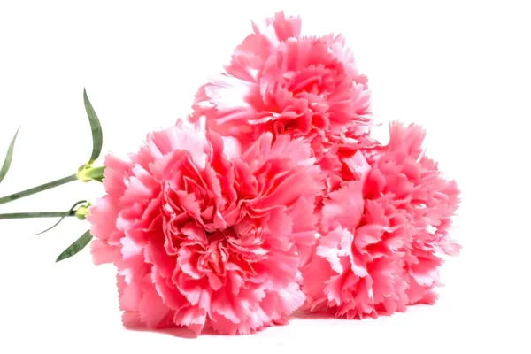 Three pink carnations — Stock Photo, Image