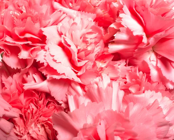 Pink carnations Stock Photos, Royalty Free Pink carnations Images ...
