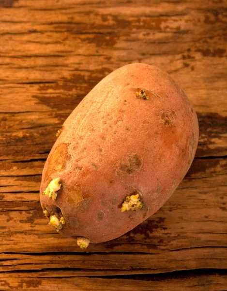 Old brown potato — Stock Photo, Image
