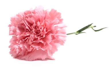 Pink carnation clipart
