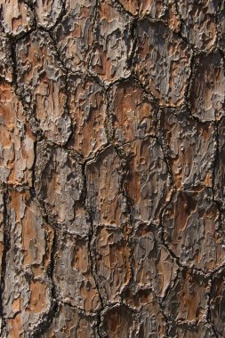 Bark of pine tree clipart