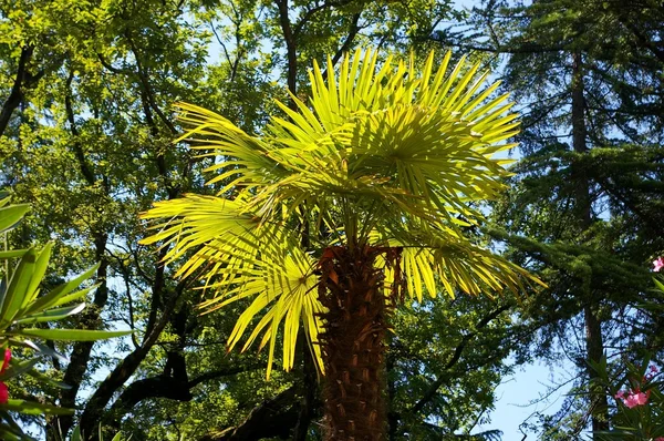 Sun palm tree — Stock Photo, Image