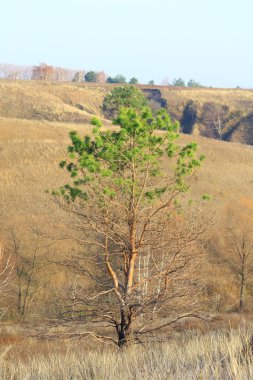 Doğa