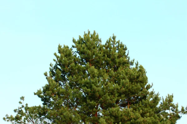 Bomen — Stockfoto