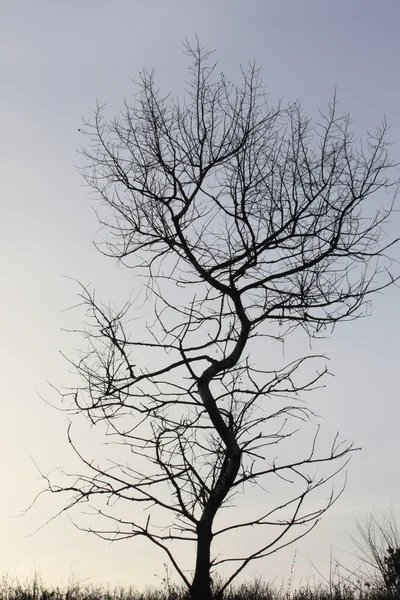 Träd — Stockfoto
