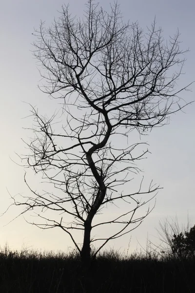 Bomen — Stockfoto
