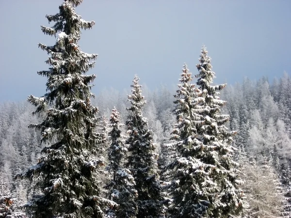 stock image Snow Landscape