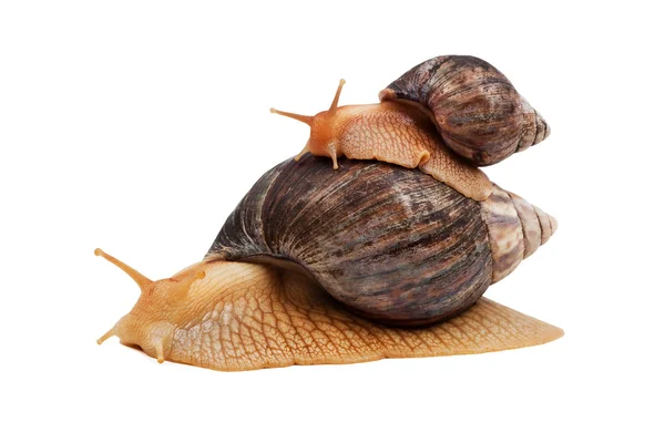 stock image Snails