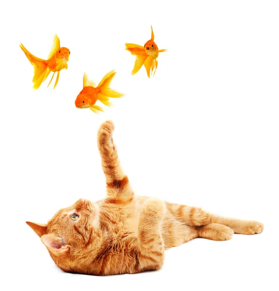 Goldfishes och katt — Stockfoto