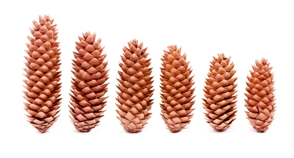 Cones — Fotografia de Stock
