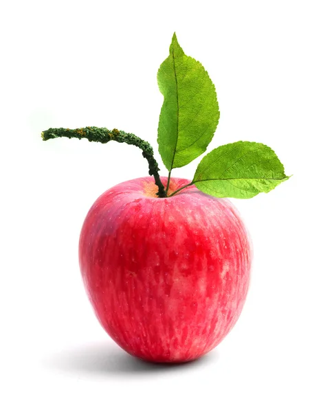 Apfel — Stockfoto