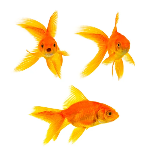 Три золотые рыбки — стоковое фото