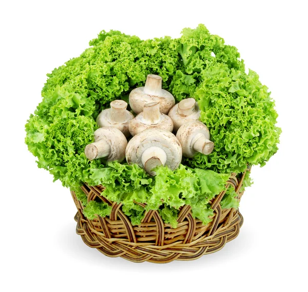 Champignon — Stock Image Champignon Stock Image