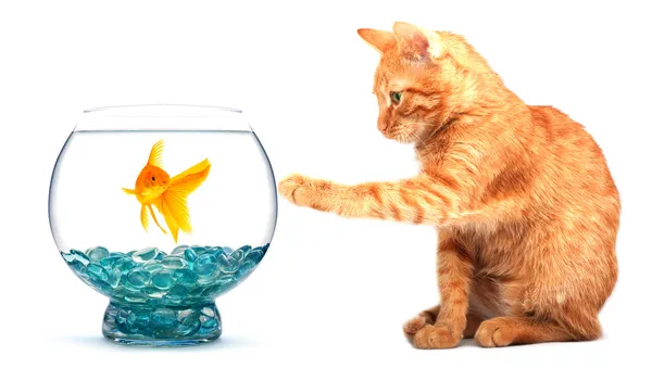 Zlaté rybky a kočka — Stock fotografie