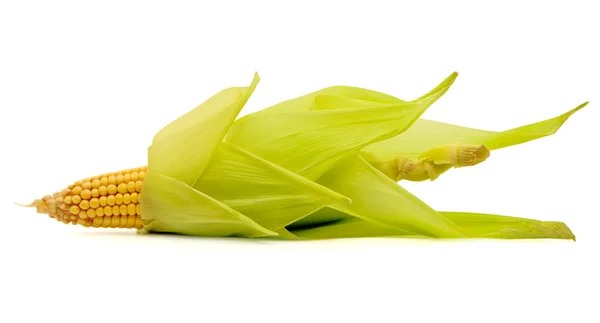 stock image Corn