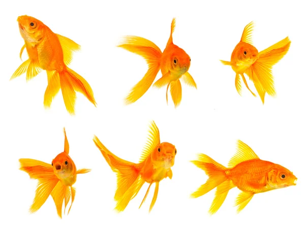 Tre goldfishes — Stockfoto