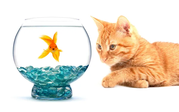 Goldfisch und Katze — Stockfoto