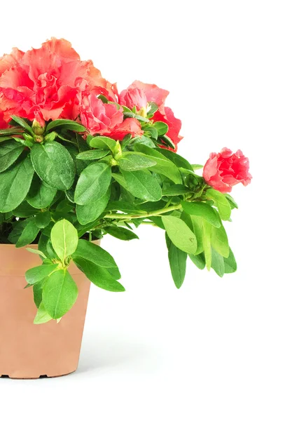 stock image Flower in a flowerpot