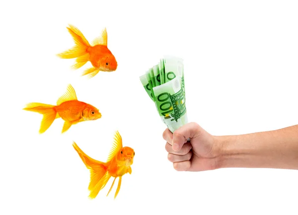Goldfish with money — Stock Photo, Image