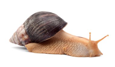 Snail clipart