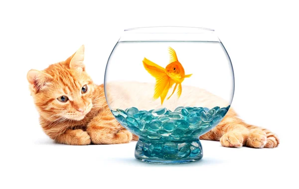 金魚と猫 — ストック写真