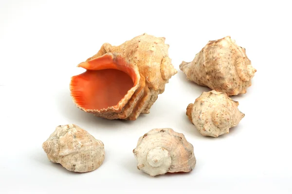 Five seashells — Stock Photo, Image