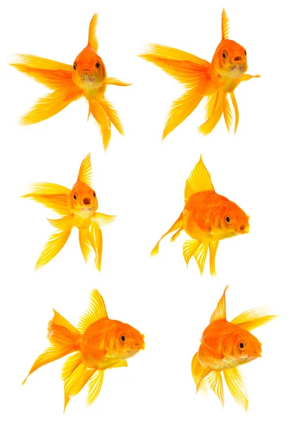 Three goldfishes Royalty Free Stock Images