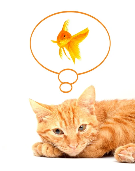 Gato brincando com peixes dourados isolados em — Fotografia de Stock