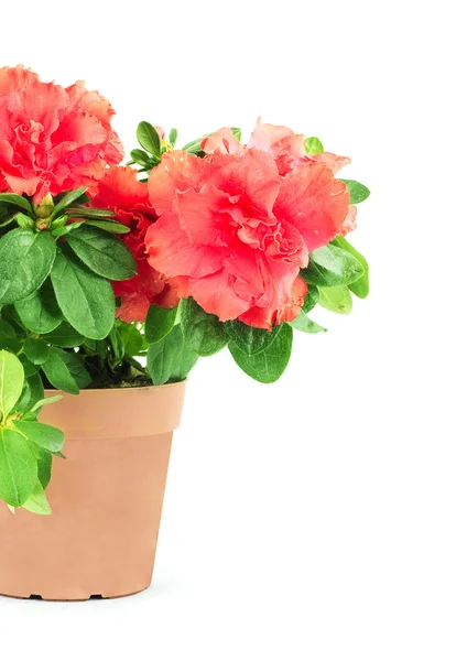 Fiore in un vaso da fiori — Foto Stock