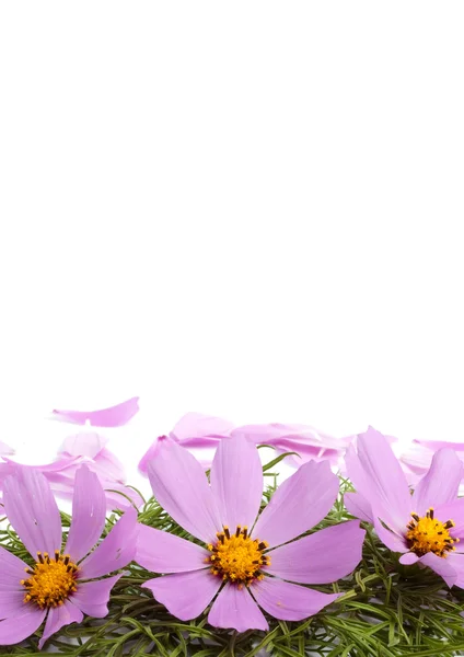 꽃잎과 꽃 — 스톡 사진