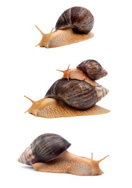 Snails clipart