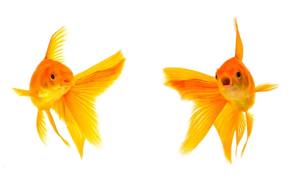Goldfische — Stockfoto