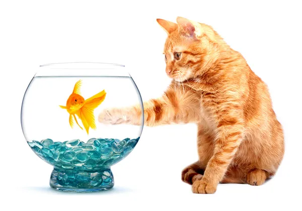 Złota rybka i kot — Zdjęcie stockowe