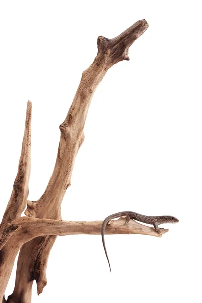 Kertenkele bir ağaç üzerinde — Stok fotoğraf