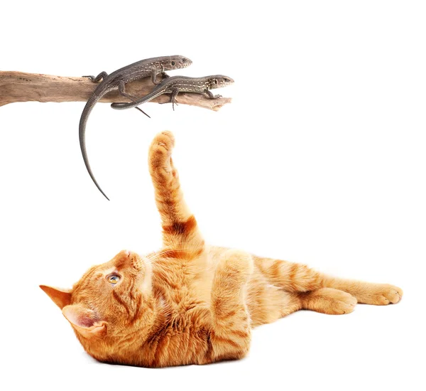 Gato brincando com lagartos — Fotografia de Stock