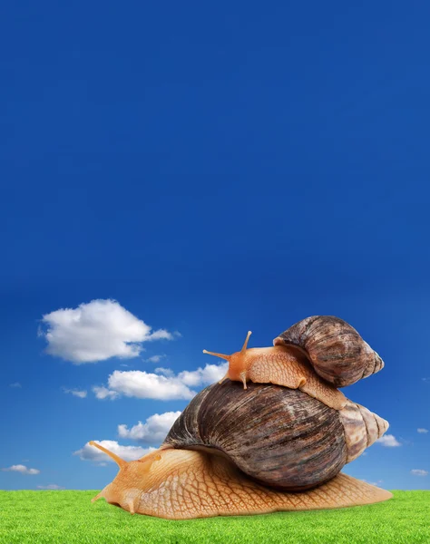 Dwa ślimak brązowy — Zdjęcie stockowe