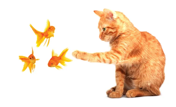 Katt leker med goldfishes — Stockfoto