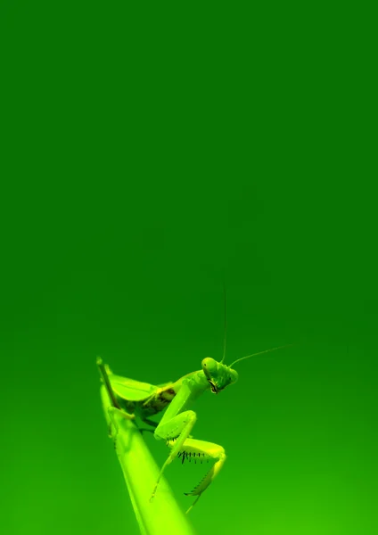Зеленый богомол — стоковое фото