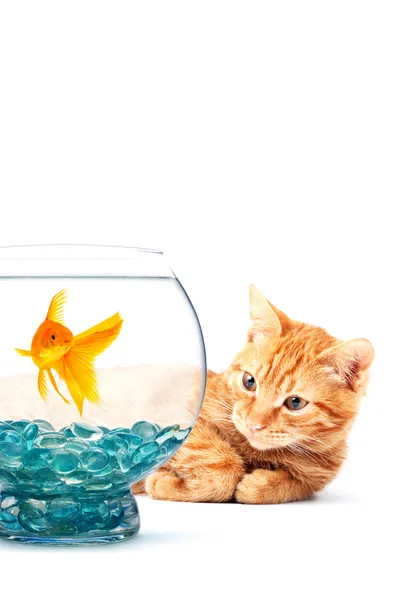 Akvaryum balığı ve kedi — Stok fotoğraf